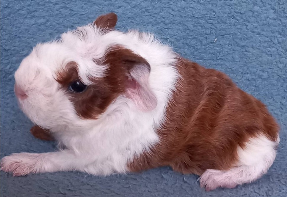 merino mládě